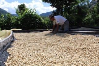 CAFE VENEZUELA CAFE VERDE PACK 8KG