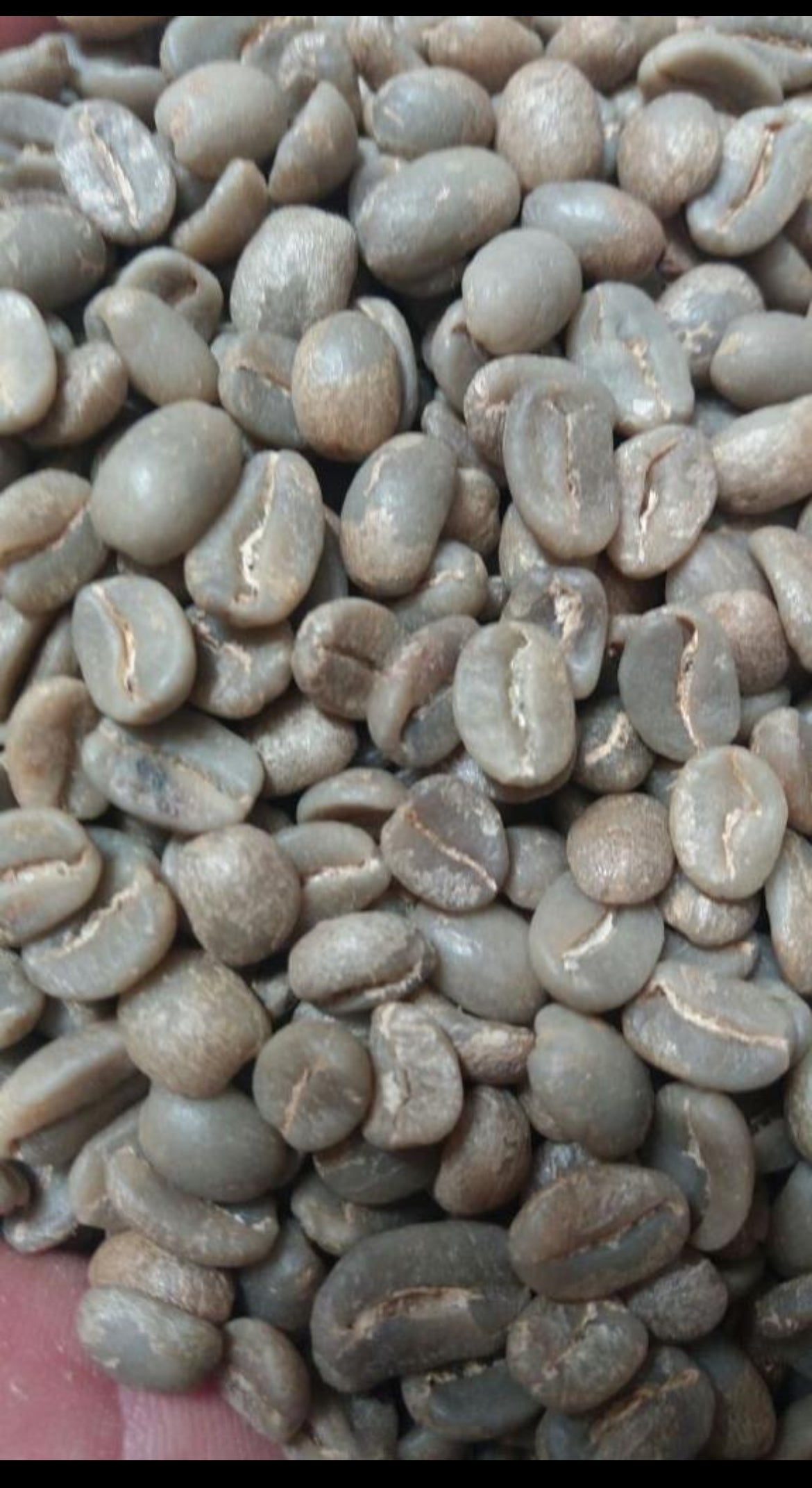 Café Verde 50kg arabico Bolivia cooperativa Anproca taza 84
