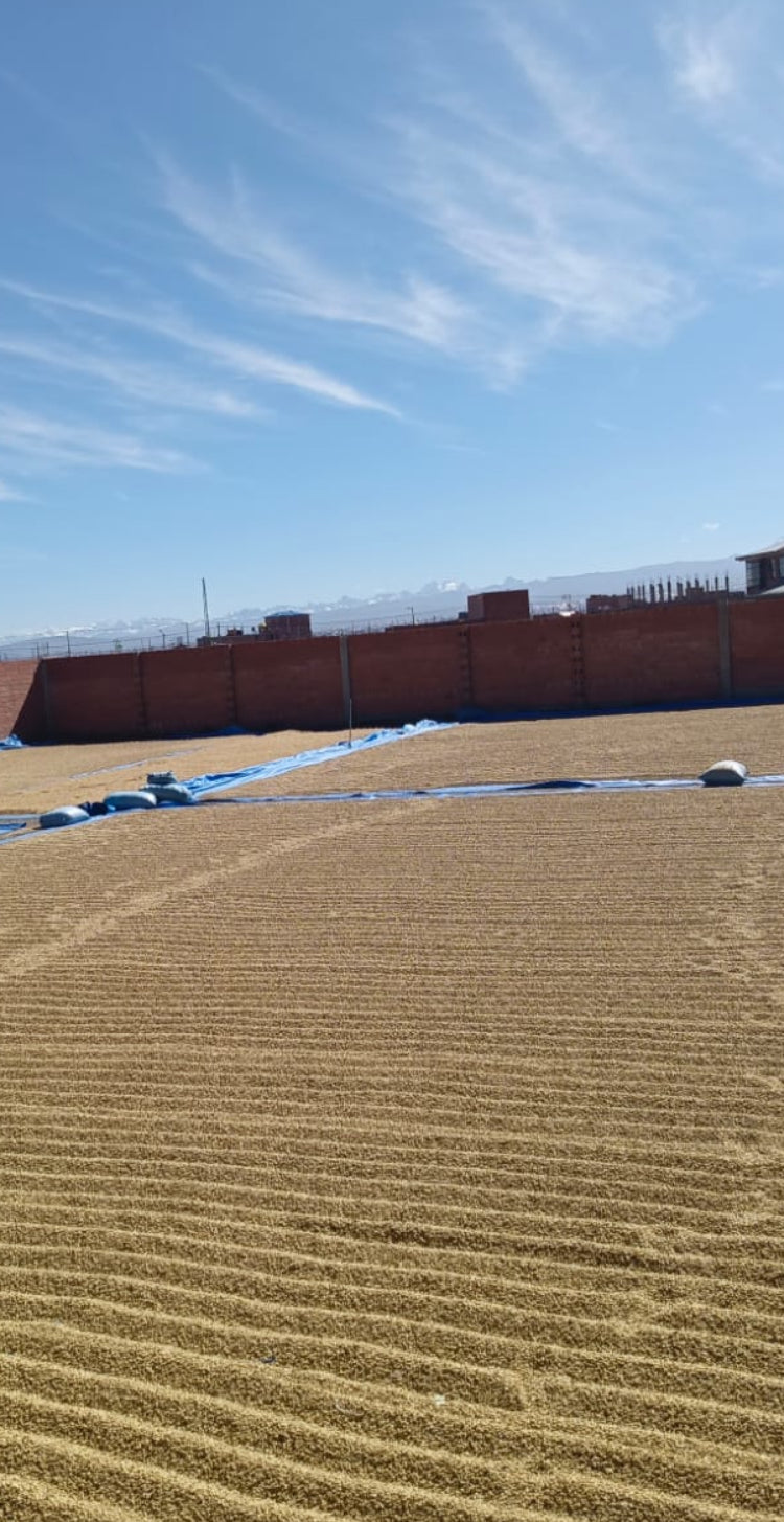 Cafe verde ARABICO Bolivia COSECHA 2025 FINCA YANALOMA saco x 50 kilos