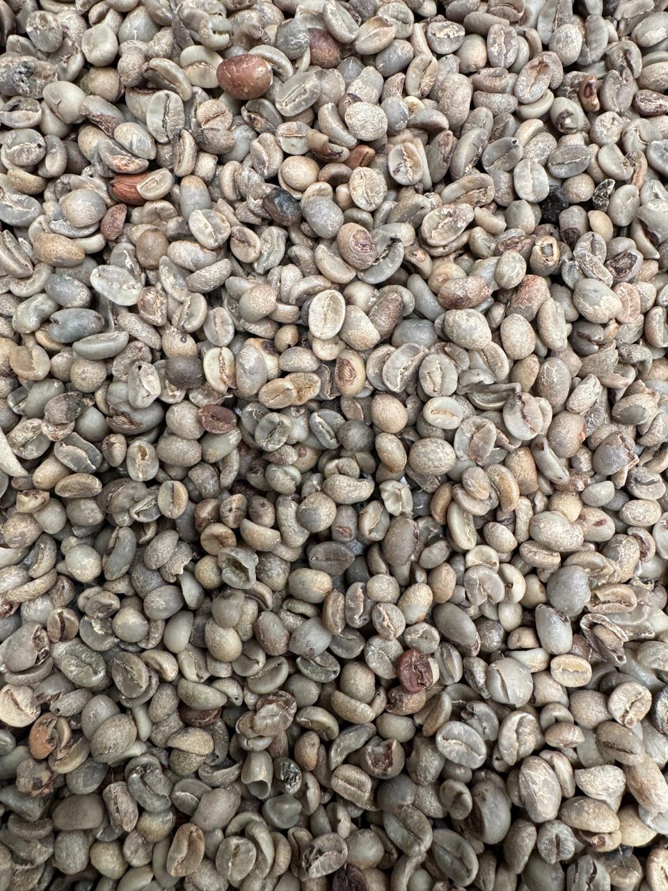 KILO verde robusta
